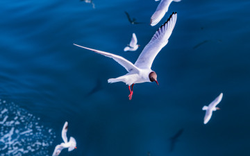 Картинка животные Чайки +бакланы +крачки полет птицы чайка море