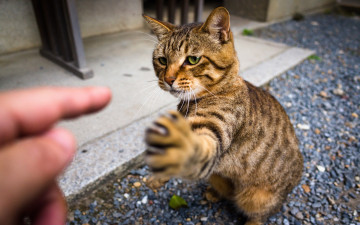 Картинка животные коты рука