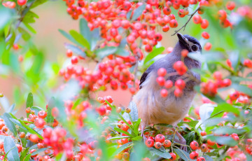 Картинка животные птицы природа птица дерево ветки ягоды