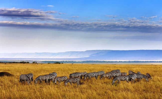 Обои картинки фото животные, зебры, саванна, облака, небо, африка, трава, стадо