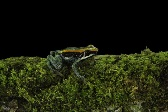 Обои картинки фото животные, лягушки, зеленый, лягушка, мох, темный, фон