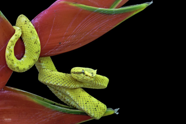Обои картинки фото животные, змеи,  питоны,  кобры, цветок, змея, желтая, темный, фон