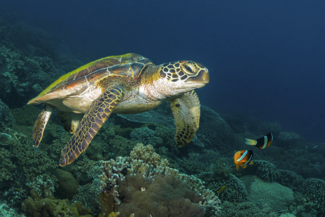 Обои картинки фото животные, Черепахи, морское, дно, море, черепаха