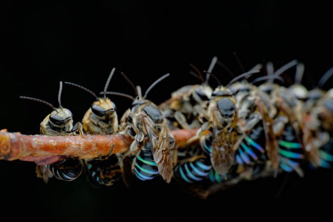 Обои картинки фото животные, пчелы,  осы,  шмели, осы, ветка, много