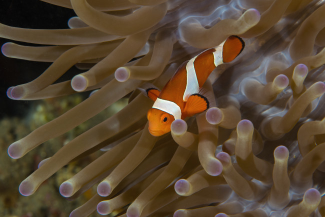 Обои картинки фото животные, рыбы, морское, дно, морские, глубины, рыбка, бело-оранжевая