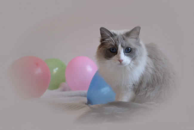 Обои картинки фото животные, коты, шары, взгляд, кошка