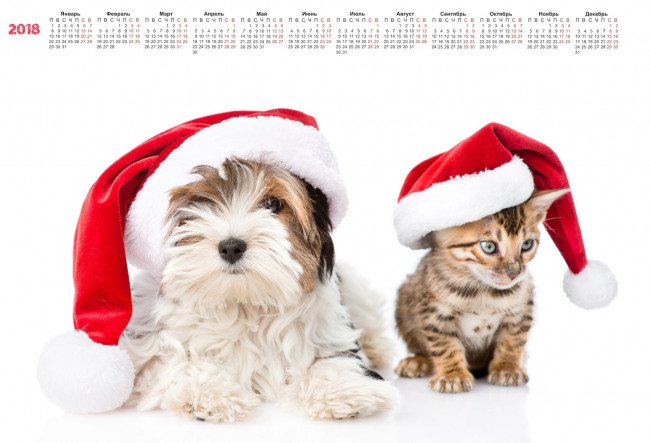 Обои картинки фото календари, животные, шапка, белый, фон, собака, кошка