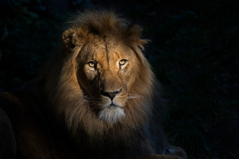 Картинка животные львы хищник
