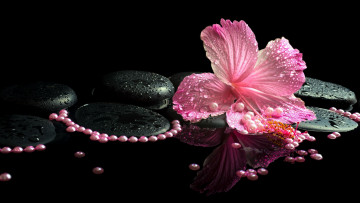 Картинка цветы гибискусы капли