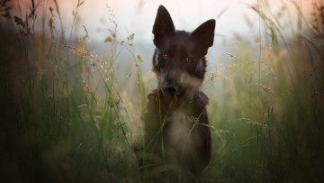 Картинка животные собаки черная природа морда луг портрет стебли трава собака лето поле печальный взгляд былинки немецкая овчарка пёс