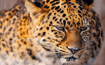 Картинка животные леопарды хищник зверь леопард