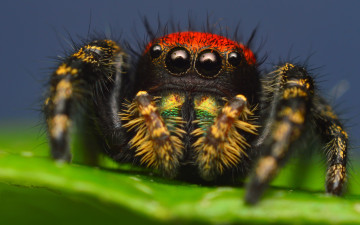 Картинка животные пауки макро лист паук