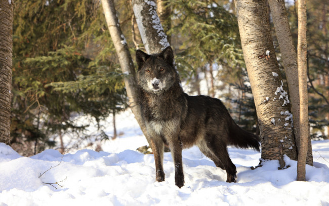 Обои картинки фото животные, волки,  койоты,  шакалы, лес, снег, зима, волк
