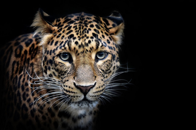 Обои картинки фото животные, леопарды, хищник