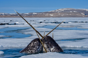 Картинка животные нарвалы лед море