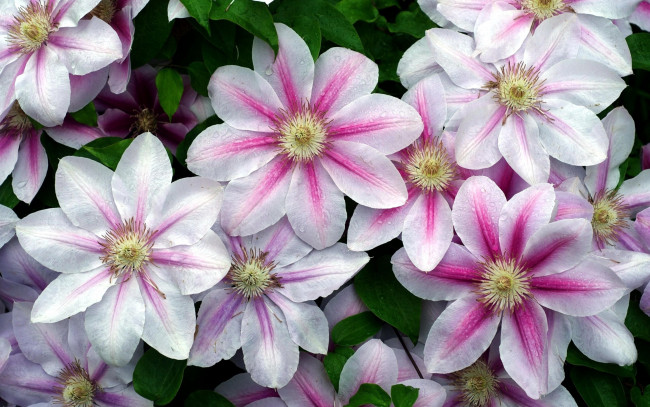 Обои картинки фото цветы, клематис , ломонос, бело-розовый, клематис, капли
