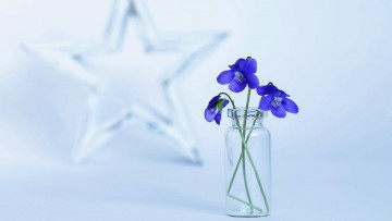 Картинка цветы фиалки букетик синие