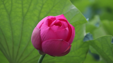 Картинка цветы лотосы розовый лотос бутон