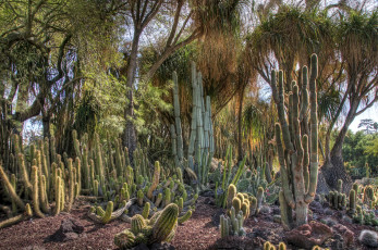 Картинка huntington botanical garden san marino california usa цветы кактусы