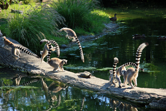 Обои картинки фото животные, лемуры, lemur, monkey, turtle, jumping