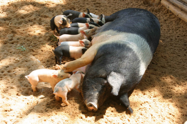 Обои картинки фото животные, свиньи, кабаны, кормящая, мать