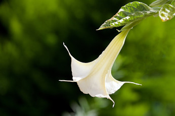 Картинка цветы бругмансия дурман трубы ангела элегантность