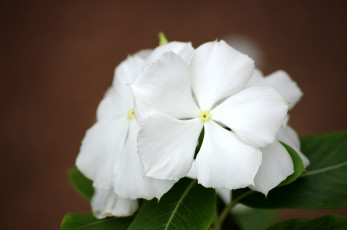 Картинка цветы катарантусы белый