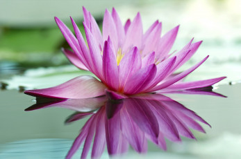 Картинка цветы лилии водяные нимфеи кувшинки розовый