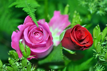 Картинка цветы розы дуэт бордо розовый
