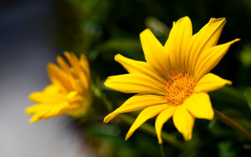 Картинка цветы газания цветок желтый лепестки
