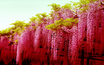 Картинка цветы глициния розовый