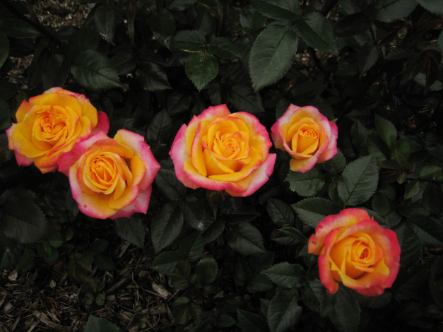 Обои картинки фото цветы, розы, сад, куст