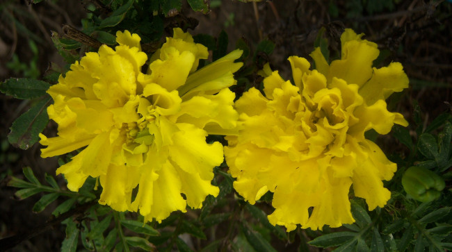 Обои картинки фото цветы, бархатцы, жёлтый
