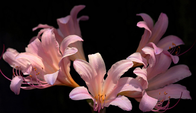 Обои картинки фото цветы, амариллисы, гиппеаструмы