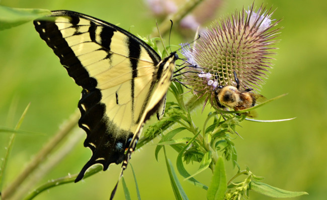 Обои картинки фото животные, бабочки, шмель, бабочка, цветок