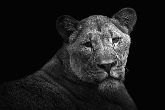 Обои картинки фото животные, львы, портрет