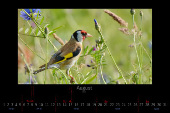 обоя календари, животные, цветы, луг, птица, август, 2016