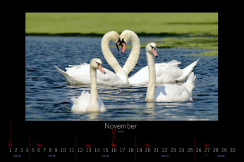 обоя календари, животные, лебеди, ноябрь, 2016