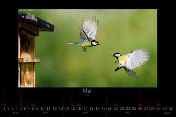 Картинка календари животные пара синицы май птицы 2016