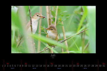 обоя календари, животные, птицы, июль, 2016