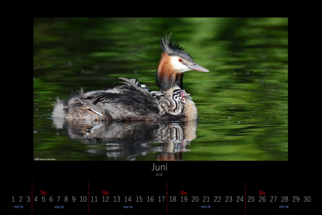 Обои картинки фото календари, животные, 2016, птенец, малыш, чомга, июнь