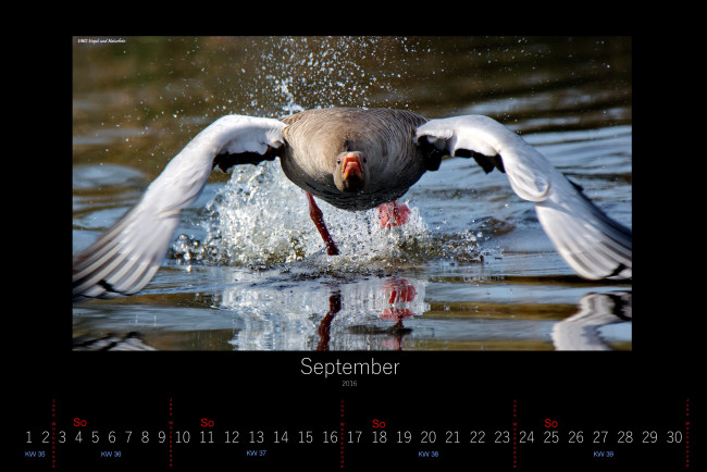 Обои картинки фото календари, животные, брызги, гусь, сентябрь, 2016