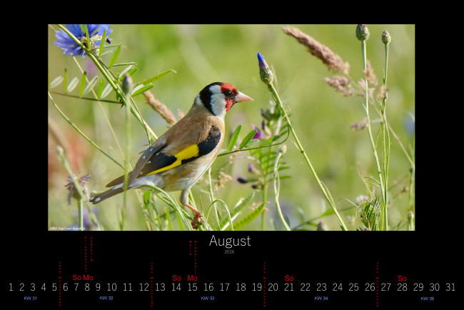 Обои картинки фото календари, животные, цветы, луг, птица, август, 2016