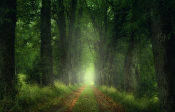 Картинка природа дороги деревья листья лес дорога zan foar
