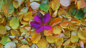 Картинка природа листья опавшие