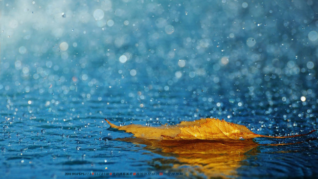 Обои картинки фото календари, природа, дождь, лист, капля, вода