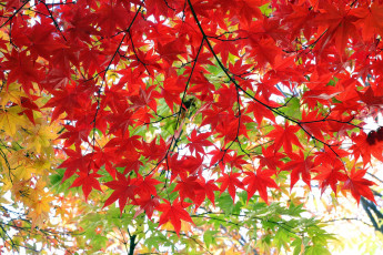 Картинка природа листья осень клён