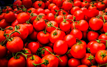 обоя еда, помидоры, красные, томаты, много, урожай