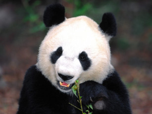 Картинка правда красивый животные панды