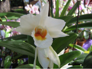 Картинка цветы орхидеи